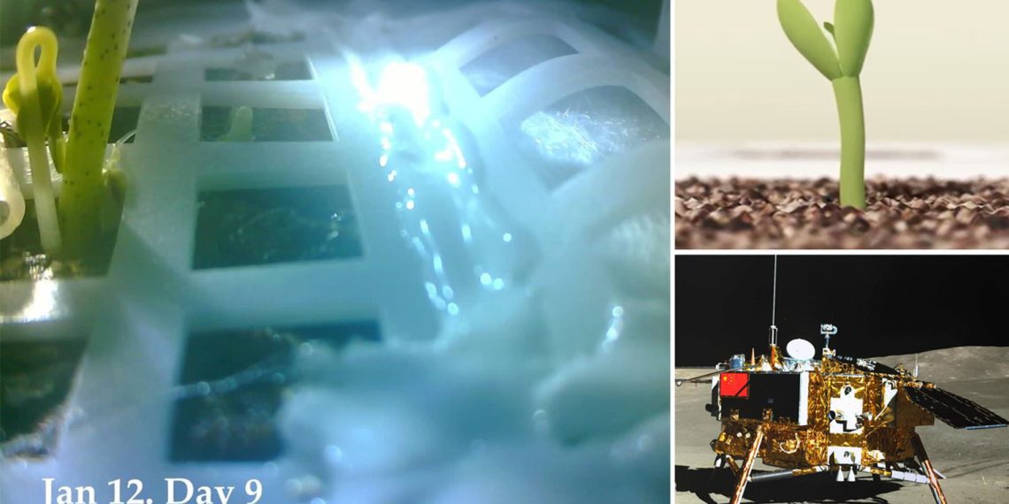 First Steps in Space Agriculture: China Growing Plants on the Moon!